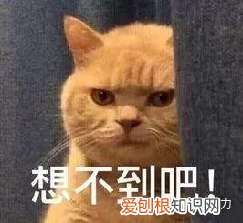 小奶猫怎么分辨公猫母猫，小奶猫性别傻傻分不清？只需4招，教你分辨小公猫和小母猫