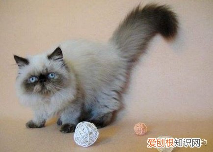 喜雅拉雅猫，买猫不求人：猫咪鉴别大全之喜马拉雅篇