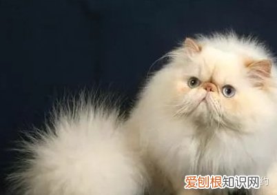 喜雅拉雅猫，买猫不求人：猫咪鉴别大全之喜马拉雅篇