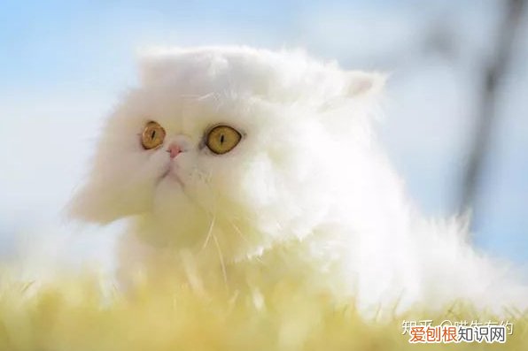 喜雅拉雅猫，买猫不求人：猫咪鉴别大全之喜马拉雅篇