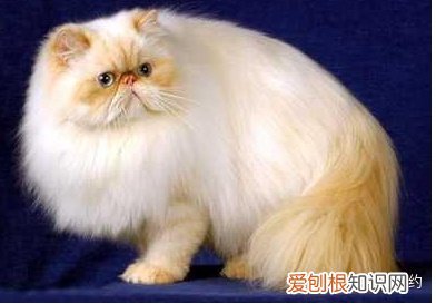 喜雅拉雅猫，买猫不求人：猫咪鉴别大全之喜马拉雅篇