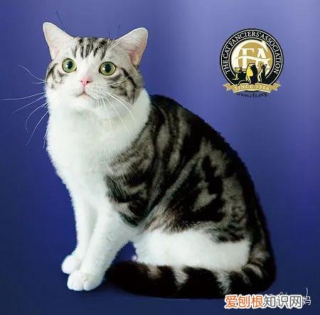 如何看猫品相,怎么看猫的品相?看完后买猫再也不被忽悠了!