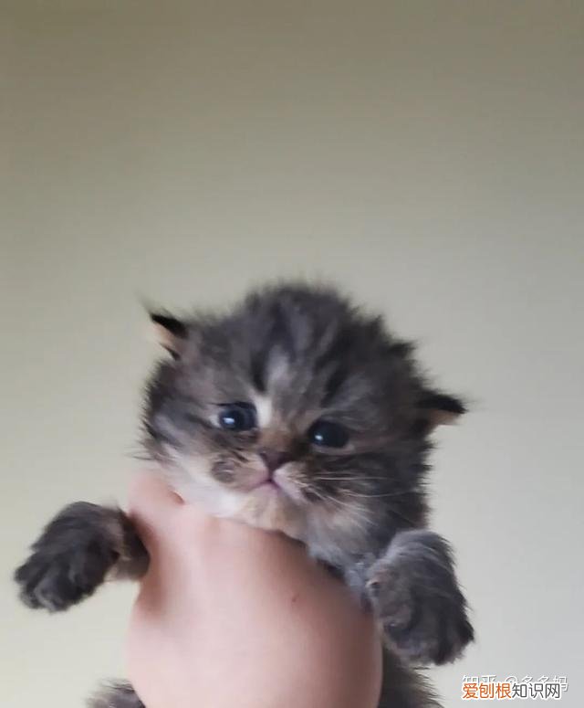 如何看猫品相,怎么看猫的品相?看完后买猫再也不被忽悠了!