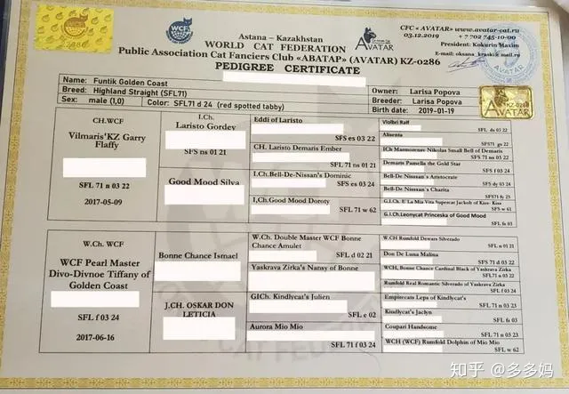 如何看猫品相,怎么看猫的品相?看完后买猫再也不被忽悠了!