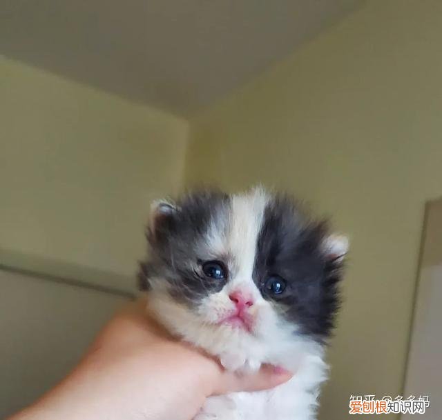 如何看猫品相,怎么看猫的品相?看完后买猫再也不被忽悠了!