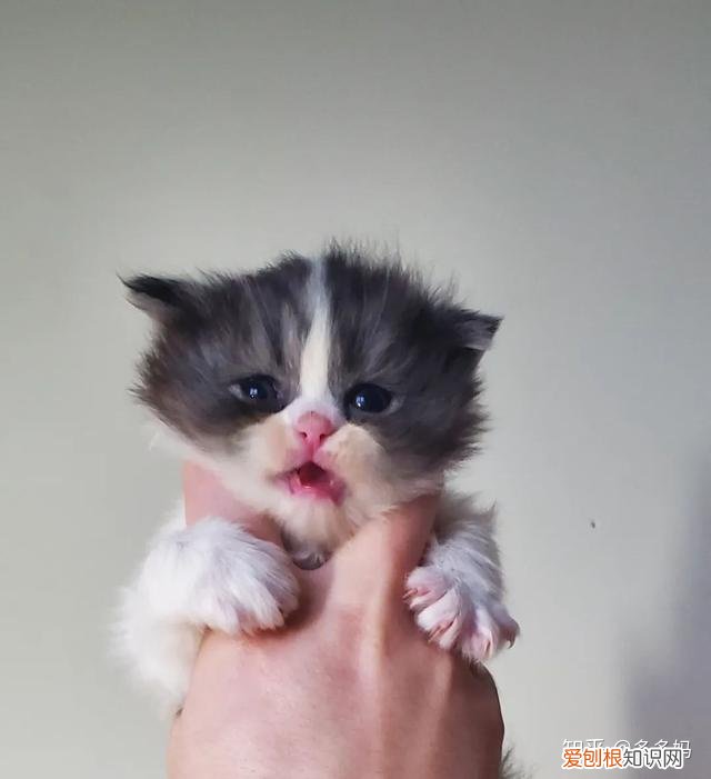 如何看猫品相,怎么看猫的品相?看完后买猫再也不被忽悠了!