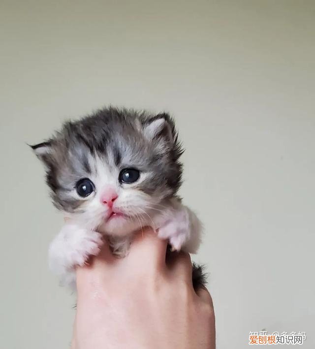 如何看猫品相,怎么看猫的品相?看完后买猫再也不被忽悠了!