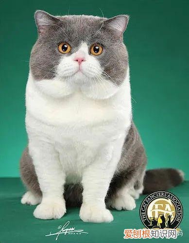 如何看猫品相,怎么看猫的品相?看完后买猫再也不被忽悠了!