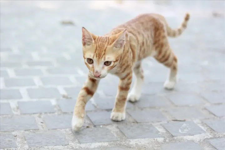 零基础入门机械,零基础入门机器学习:如何识别一只猫?