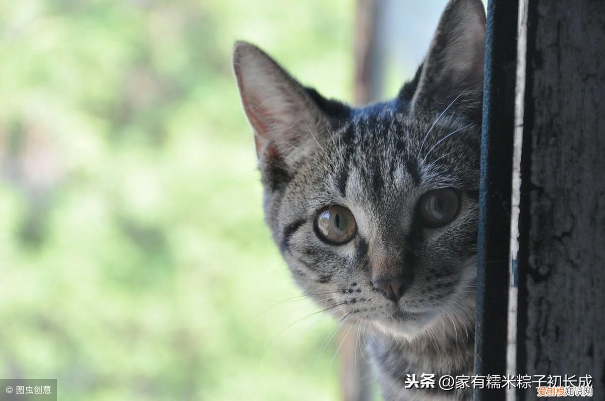 一 宠物店如何挑猫狗，如何挑选一只宠物猫，铲屎官亲身经历，帮你避开那些坑！