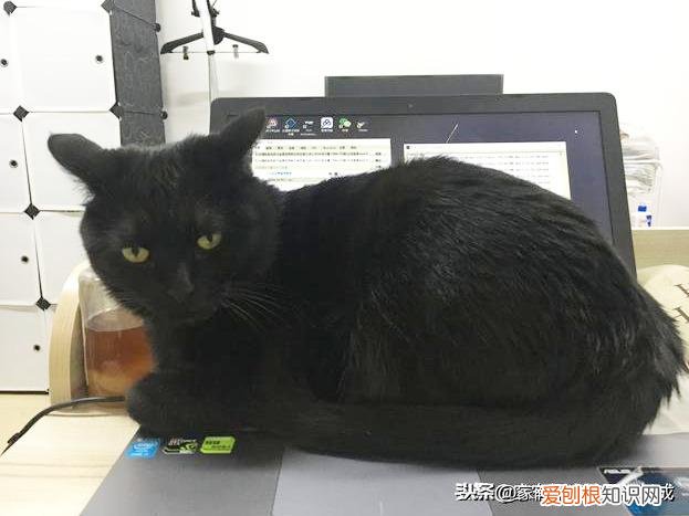 一 宠物店如何挑猫狗，如何挑选一只宠物猫，铲屎官亲身经历，帮你避开那些坑！