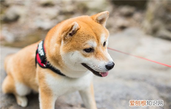 柴犬可以当土狗养吗 柴犬可以当土狗养么