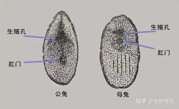 怎样看兔子是公的还是母的?，能帮我看看兔兔是公的还是母的吗？