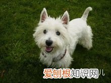 如何辨别是不是宠物狗,如何分辨各种各样的宠物狗?