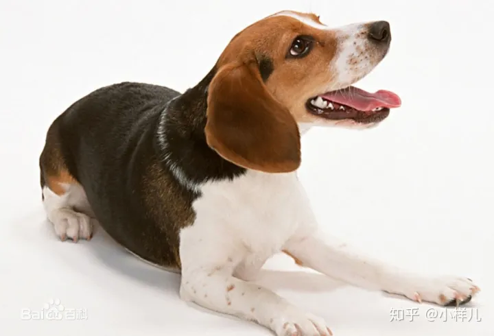 如何辨别是不是宠物狗,如何分辨各种各样的宠物狗?