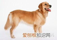 如何辨别是不是宠物狗,如何分辨各种各样的宠物狗?