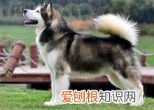 如何辨别是不是宠物狗,如何分辨各种各样的宠物狗?