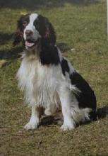 如何辨别是不是宠物狗,如何分辨各种各样的宠物狗?