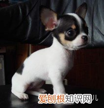 如何辨别是不是宠物狗,如何分辨各种各样的宠物狗?