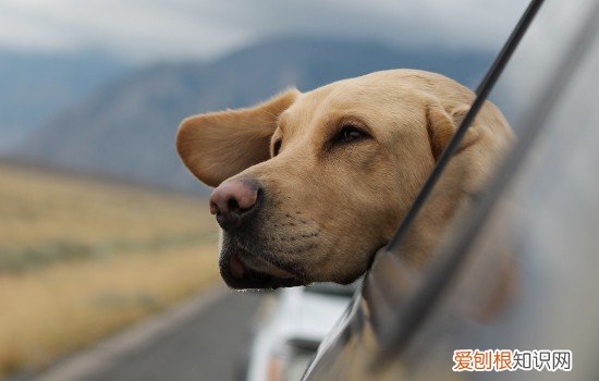 怎样才能去除狗狗身上的味道 怎样去除狗狗身上的味道