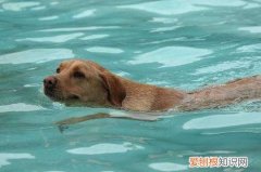 为什么狗天生会游泳，为什么狗天生会游泳而猫不会