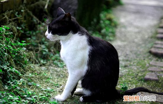 猫口臭正常吗怎么办，猫猫口臭怎么回事