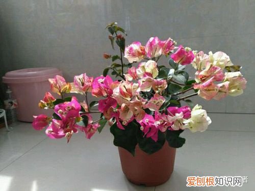 三角梅怎么养成瀑布，“花海瀑布”——如何才能养好三角梅，请你看这里