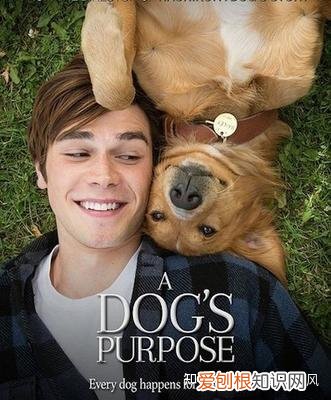 这些关于宠物的电影,你看哭了几部电影英语，这些关于宠物的电影，你看哭了几部？