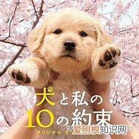 这些关于宠物的电影,你看哭了几部电影英语，这些关于宠物的电影，你看哭了几部？