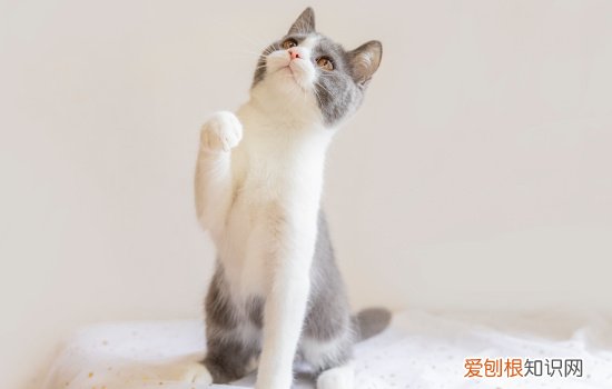 猫两天不尿正常吗，猫好几天不尿