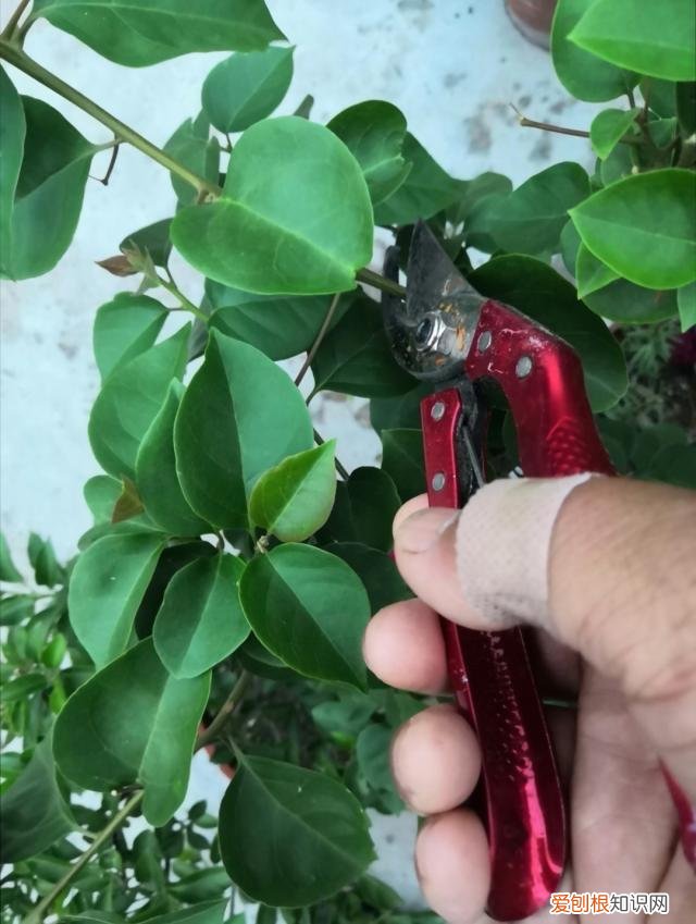 三角梅开花用什么肥料催花，三角梅花期到了，3个“催花技巧”，开花繁花似锦，四季开花