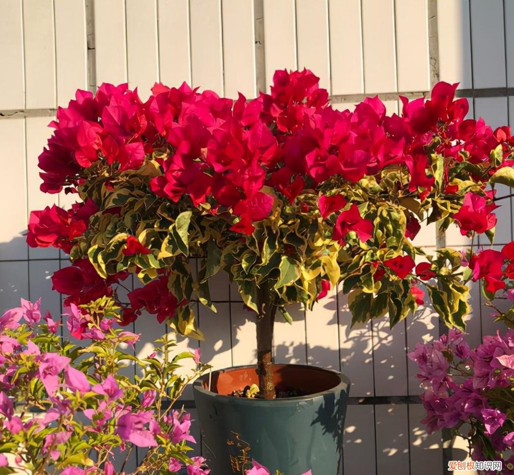 三角梅出花苞多久开花,三角梅长出花苞,想要不落花,记住“7不能”,就能延长花期