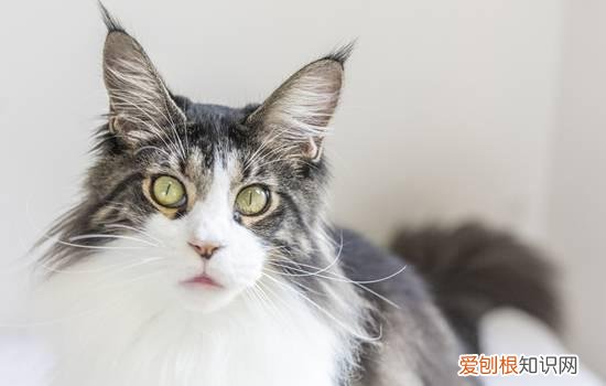 50天小猫拉稀怎么办，45天小猫有点拉稀怎么治疗