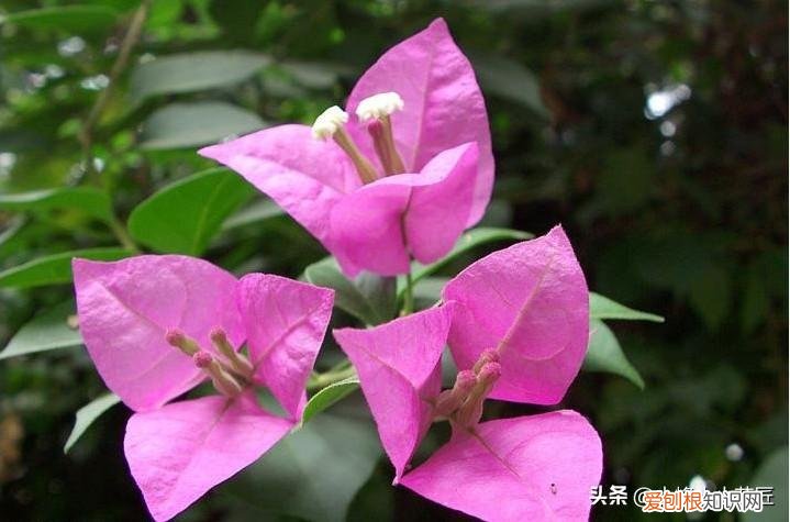 三角梅开花前怎么浇水，三角梅开花时，浇水用好这2招，夸张式爆盆，“只见花不见叶”