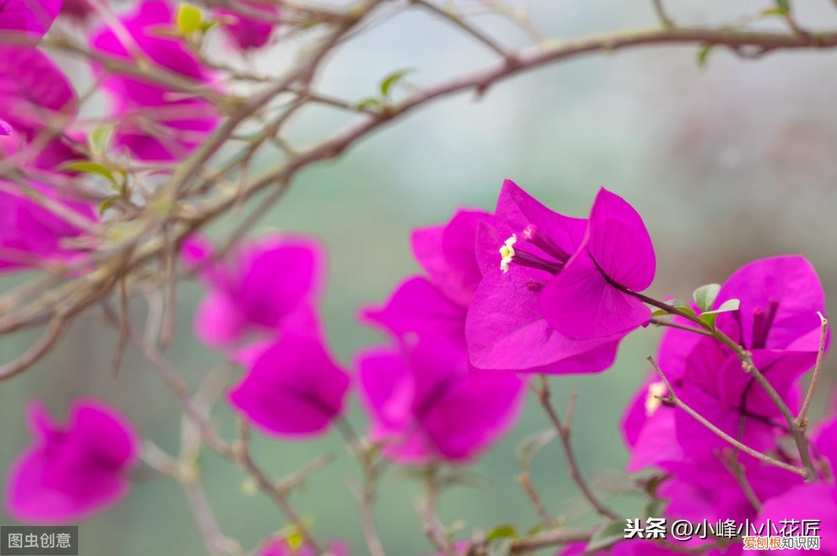 三角梅开花前怎么浇水，三角梅开花时，浇水用好这2招，夸张式爆盆，“只见花不见叶”
