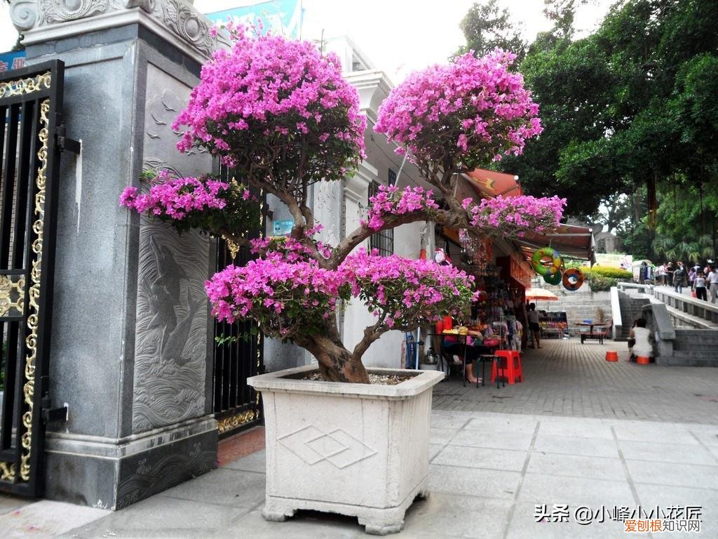 三角梅开花前怎么浇水，三角梅开花时，浇水用好这2招，夸张式爆盆，“只见花不见叶”