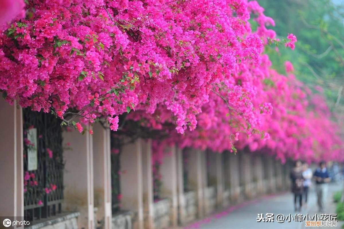 三角梅开花前怎么浇水，三角梅开花时，浇水用好这2招，夸张式爆盆，“只见花不见叶”