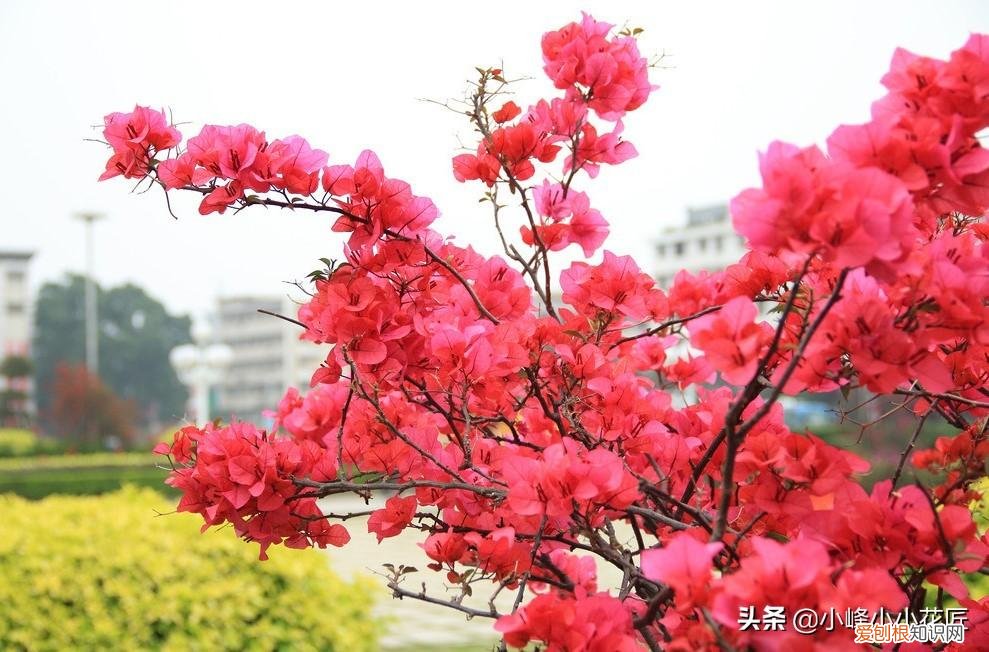 三角梅开花前怎么浇水，三角梅开花时，浇水用好这2招，夸张式爆盆，“只见花不见叶”
