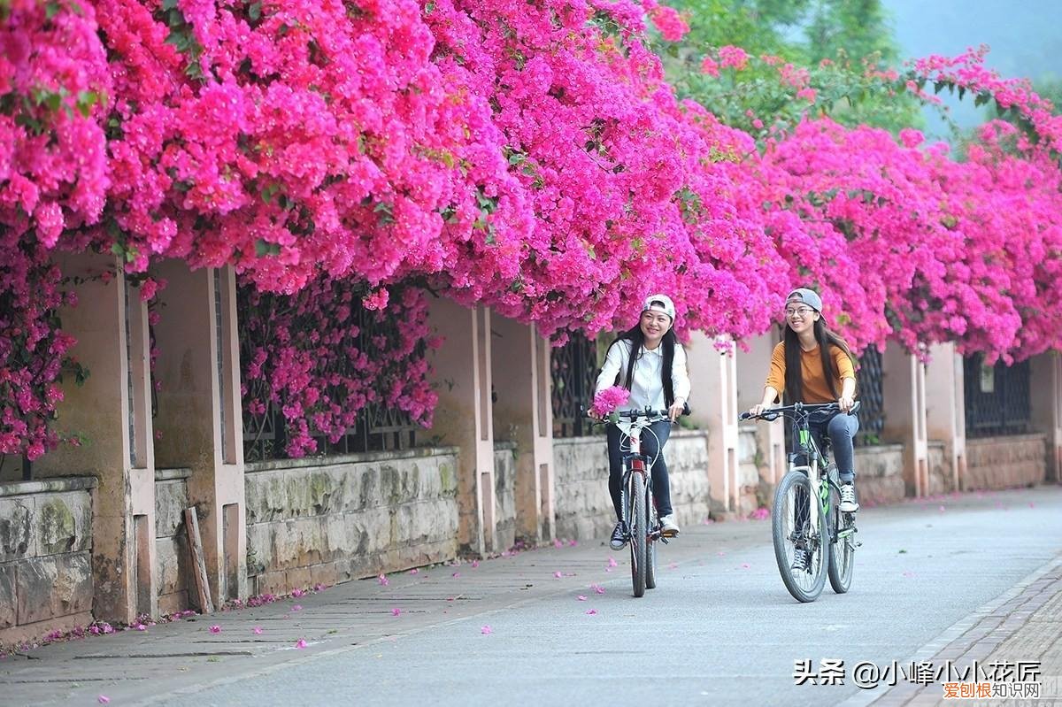 三角梅开花前怎么浇水，三角梅开花时，浇水用好这2招，夸张式爆盆，“只见花不见叶”