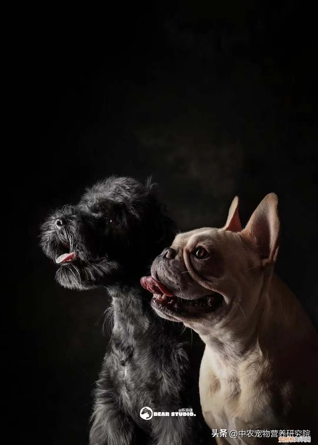 宠物发展现状及前景分析，宠业观察 | 关于宠物行业的“科技与狠活”