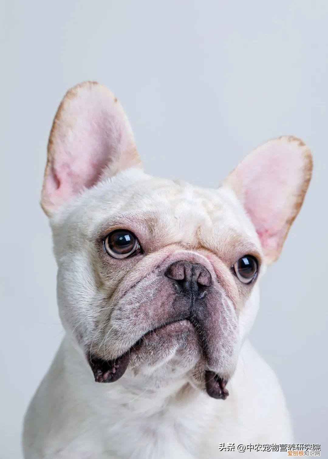 宠物发展现状及前景分析，宠业观察 | 关于宠物行业的“科技与狠活”