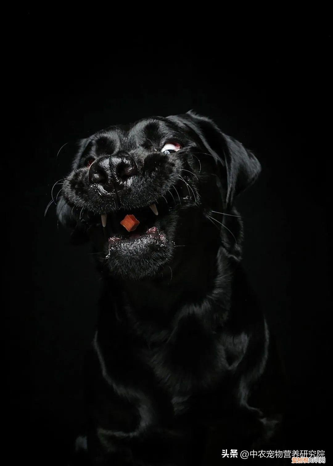 宠物发展现状及前景分析，宠业观察 | 关于宠物行业的“科技与狠活”