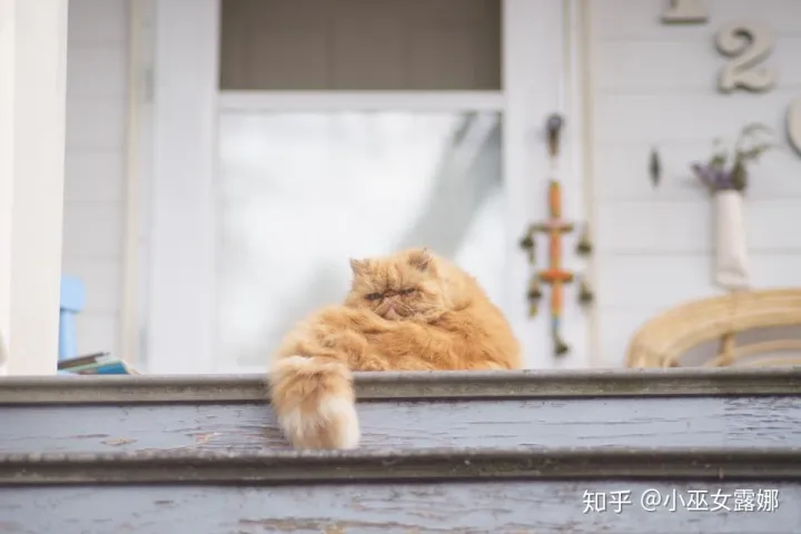 i&#8217;m a cat person，I am a cat person. 动物相关的俚语也许能为你的口语加分