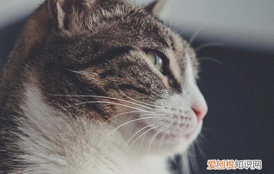 猫咪腹水能活多久，猫得腹水能活多久