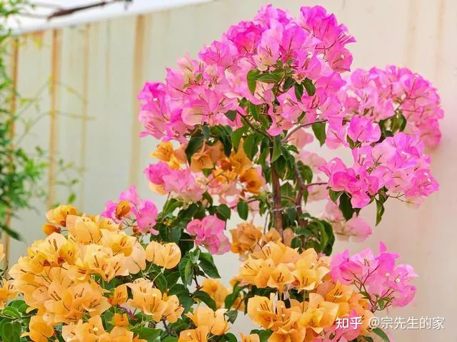 三角梅只开花不长叶子怎么办，养三角梅有“四怕”，做错了只长叶不开花，赶紧纠正，四季能开花