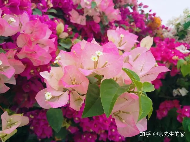 三角梅只开花不长叶子怎么办，养三角梅有“四怕”，做错了只长叶不开花，赶紧纠正，四季能开花