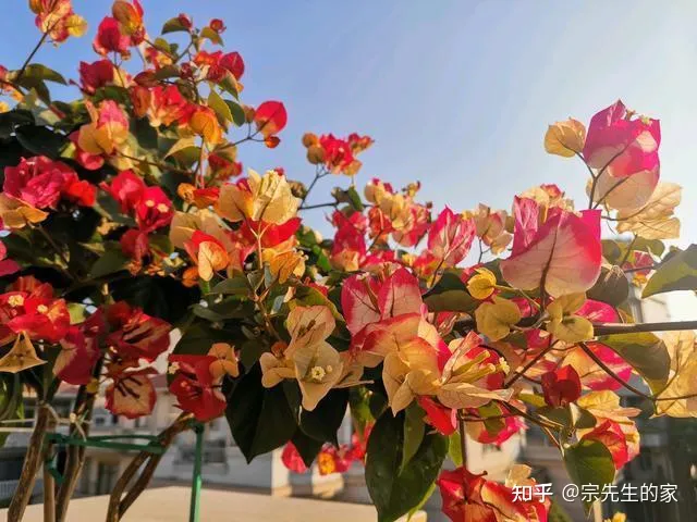 三角梅只开花不长叶子怎么办，养三角梅有“四怕”，做错了只长叶不开花，赶紧纠正，四季能开花