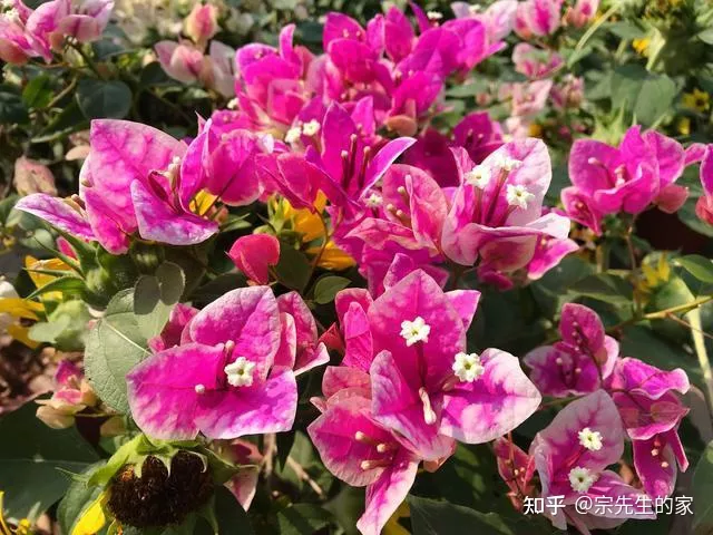 三角梅只开花不长叶子怎么办，养三角梅有“四怕”，做错了只长叶不开花，赶紧纠正，四季能开花