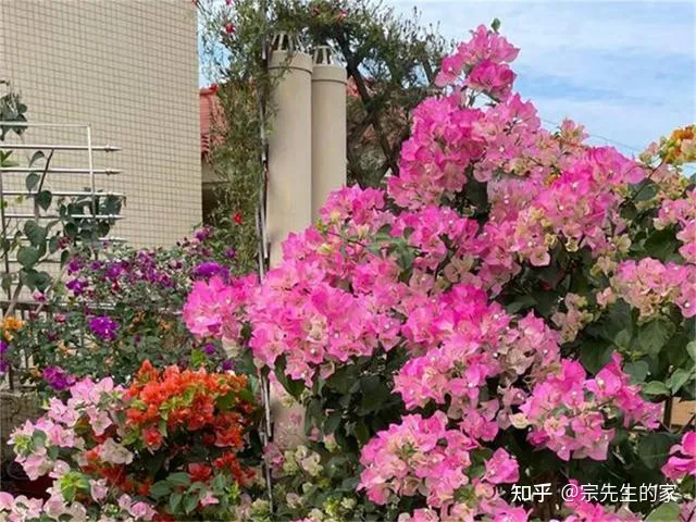 三角梅只开花不长叶子怎么办，养三角梅有“四怕”，做错了只长叶不开花，赶紧纠正，四季能开花