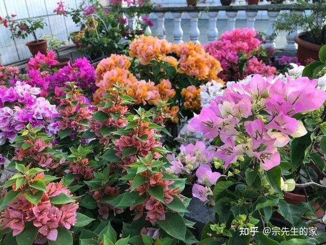 三角梅只开花不长叶子怎么办，养三角梅有“四怕”，做错了只长叶不开花，赶紧纠正，四季能开花